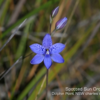 Thelymitra ixioides (Dotted Sun Orchid) at Dolphin Point, NSW - 6 Sep 2019 by CharlesDove