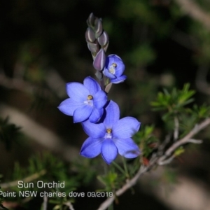 Thelymitra ixioides at Meroo National Park - 7 Sep 2019