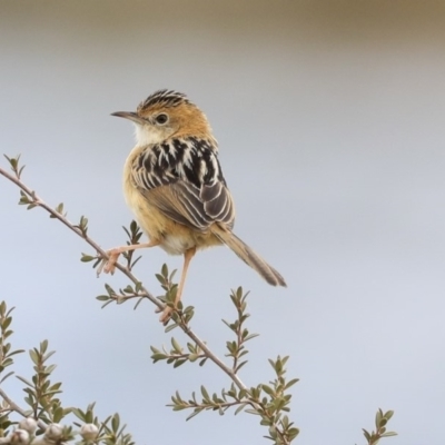 Cisticola exilis (Golden-headed Cisticola) at Gungahlin, ACT - 11 Sep 2019 by Alison Milton