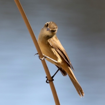 Acrocephalus australis (Australian Reed-Warbler) at Fyshwick, ACT - 10 Sep 2019 by jbromilow50