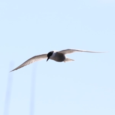 Chlidonias hybrida (Whiskered Tern) at Fyshwick, ACT - 10 Sep 2019 by jbromilow50