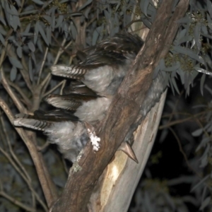 Dacelo novaeguineae at Ainslie, ACT - 10 Sep 2019 10:55 PM