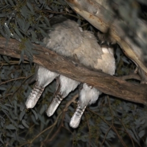 Dacelo novaeguineae at Ainslie, ACT - 10 Sep 2019 10:55 PM