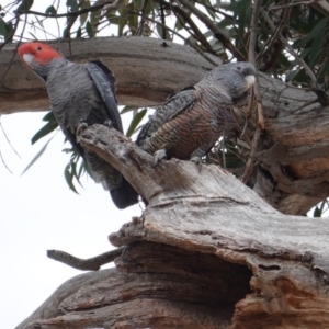 Callocephalon fimbriatum at Hughes, ACT - suppressed