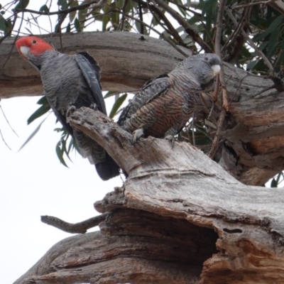 Callocephalon fimbriatum (Gang-gang Cockatoo) at Hughes, ACT - 12 Sep 2019 by JackyF