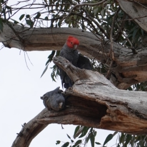 Callocephalon fimbriatum at Hughes, ACT - suppressed