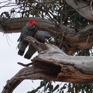 Callocephalon fimbriatum at Hughes, ACT - suppressed