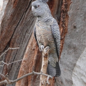 Callocephalon fimbriatum at Hughes, ACT - 12 Sep 2019