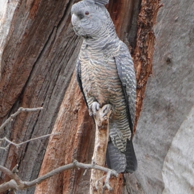 Callocephalon fimbriatum (Gang-gang Cockatoo) at Red Hill to Yarralumla Creek - 12 Sep 2019 by JackyF