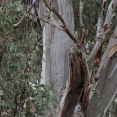 Callocephalon fimbriatum at Hughes, ACT - suppressed