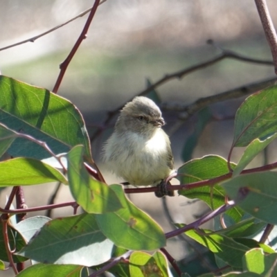 Smicrornis brevirostris (Weebill) at Red Hill Nature Reserve - 11 Sep 2019 by JackyF