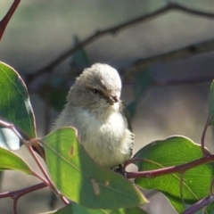 Smicrornis brevirostris at Deakin, ACT - 11 Sep 2019