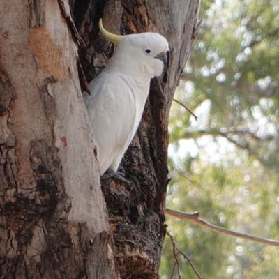 Cacatua galerita (Sulphur-crested Cockatoo) at Hughes, ACT - 12 Sep 2019 by JackyF