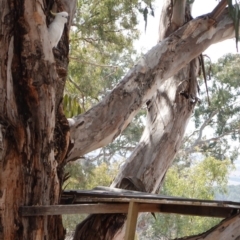 Cacatua galerita at Hughes, ACT - 12 Sep 2019 01:49 PM