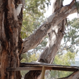 Cacatua galerita at Hughes, ACT - 12 Sep 2019 01:49 PM