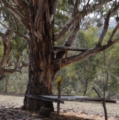 Cacatua galerita at Hughes, ACT - 12 Sep 2019 01:49 PM