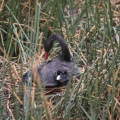 Cygnus atratus (Black Swan) at Lake Burley Griffin Central/East - 12 Sep 2019 by AlisonMilton