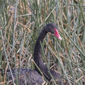 Cygnus atratus at Kingston, ACT - 12 Sep 2019