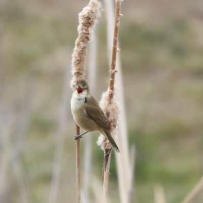 Acrocephalus australis (Australian Reed-Warbler) at Gungahlin, ACT - 12 Sep 2019 by AlisonMilton