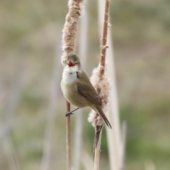 Acrocephalus australis at Gungahlin, ACT - 12 Sep 2019