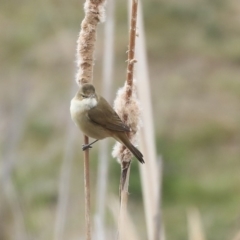 Acrocephalus australis at Gungahlin, ACT - 12 Sep 2019 09:13 AM