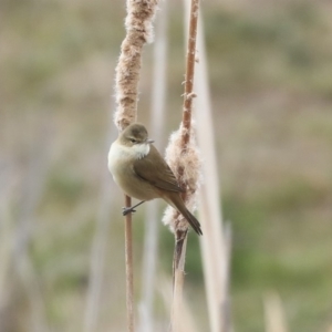 Acrocephalus australis at Gungahlin, ACT - 12 Sep 2019 09:13 AM