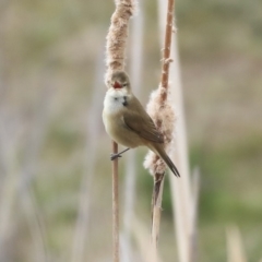 Acrocephalus australis at Gungahlin, ACT - 12 Sep 2019 09:13 AM