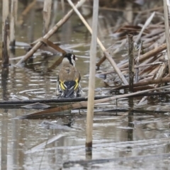 Carduelis carduelis (European Goldfinch) at Gungahlin, ACT - 12 Sep 2019 by AlisonMilton