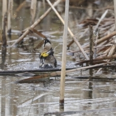 Carduelis carduelis at Gungahlin, ACT - 12 Sep 2019 09:35 AM