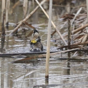 Carduelis carduelis at Gungahlin, ACT - 12 Sep 2019 09:35 AM