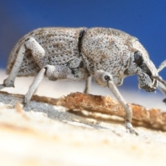 Polyphrades paganus (A weevil) at Hackett, ACT - 2 Sep 2019 by Harrisi