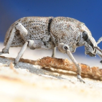 Polyphrades paganus (A weevil) at Hackett, ACT - 2 Sep 2019 by Harrisi