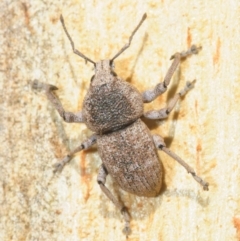 Polyphrades paganus at Hackett, ACT - 2 Sep 2019 02:40 PM