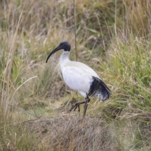 Threskiornis molucca at Gungahlin, ACT - 12 Sep 2019 09:56 AM