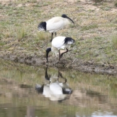 Threskiornis molucca at Gungahlin, ACT - 12 Sep 2019 09:56 AM