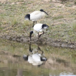 Threskiornis molucca at Gungahlin, ACT - 12 Sep 2019