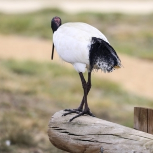 Threskiornis molucca at Gungahlin, ACT - 12 Sep 2019 09:56 AM