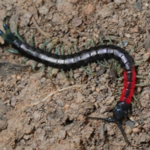 Scolopendra laeta at Theodore, ACT - 5 Sep 2019