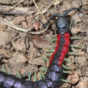 Scolopendra laeta at Theodore, ACT - 5 Sep 2019