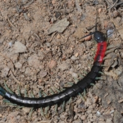 Scolopendra laeta at Theodore, ACT - 5 Sep 2019