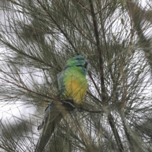 Psephotus haematonotus at Gungahlin, ACT - 12 Sep 2019 10:01 AM