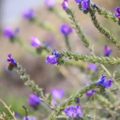 Echium plantagineum (Paterson's Curse) at Gungahlin, ACT - 12 Sep 2019 by AlisonMilton