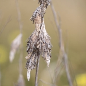 Psychidae (family) IMMATURE at Gungahlin, ACT - 12 Sep 2019 10:43 AM