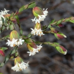 Pimelea linifolia subsp. linifolia (Queen of the Bush, Slender Rice-flower) at Tuggeranong Hill - 5 Sep 2019 by Harrisi