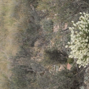 Pimelea linifolia subsp. linifolia at Theodore, ACT - 5 Sep 2019