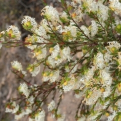 Pimelea linifolia subsp. linifolia at Theodore, ACT - 5 Sep 2019