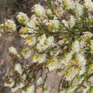 Pimelea linifolia subsp. linifolia at Theodore, ACT - 5 Sep 2019 02:26 PM