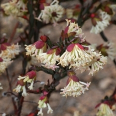 Pimelea linifolia subsp. linifolia at Theodore, ACT - 5 Sep 2019 02:26 PM