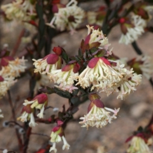 Pimelea linifolia subsp. linifolia at Theodore, ACT - 5 Sep 2019