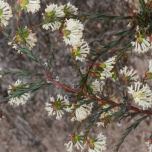 Pimelea linifolia subsp. linifolia at Theodore, ACT - 5 Sep 2019